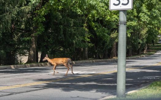 Deer-vehicle collisions tend to rise during the fall and winter months when deer are more active due to mating season and shorter days. (Lee/Adobe Stock)