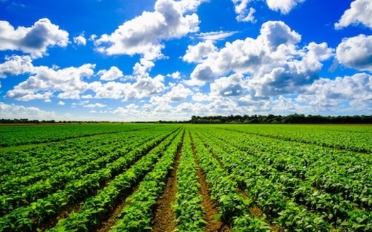 According to the Florida Department of Agriculture, Florida ranks 15th among states in the number of farms, and 29th for the amount of land farmed in the state. (Adobe Stock)
