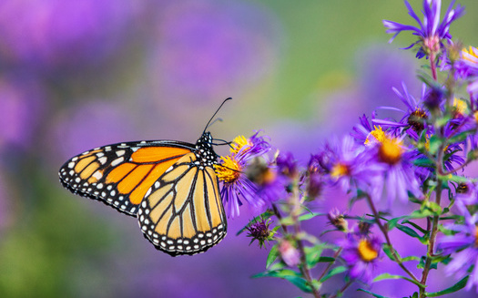 The International Union for Conservation of Nature listed monarch butterflies as 
