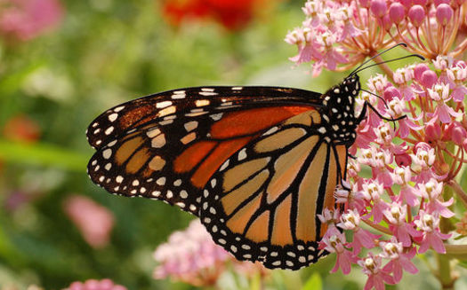A monarch butterfly can travel between 50 to 100 miles a day during its migration. (Derek Ramsey/Wikimedia Commons)