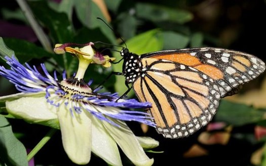 A monarch butterfly can travel between 50 to 100 miles a day during its migration. (Thomas Bresson/ Wikimedia Commons)