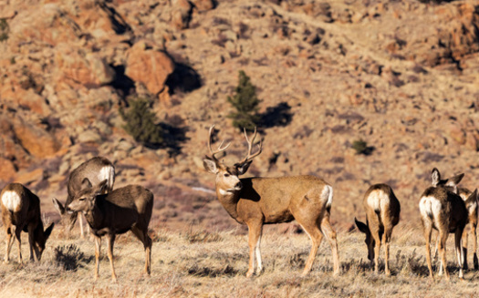 According to the Wyoming Game and Fish Department, mule deer were uncommon in the early 1900s. Their populations surged in the 1950s and 1960s, peaked in 1991, but are now seeing historic lows. (M. Leonard Photo/Adobe Stock)