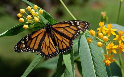 A monarch butterfly can travel between 50 to 100 miles a day during its migration. (Derek Ramsey/Wikimedia Commons)<br /><br />