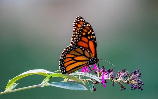 The International Union for Conservation of Nature classified monarch butterflies as 
