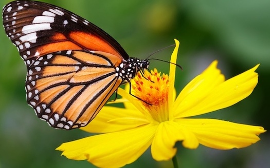 In 2022, the International Union for Conservation of Nature added monarch butterflies to its Red List of Threatened Species, highlighting the significant decline in their populations because of habitat loss, climate change and pesticide use. (Adobe Stock)