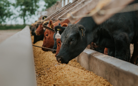 Animal nutritionists confirm sugar is a key energy source for cows, due to its concentrated and rapidly digestible nature. (Adobe Stock) 