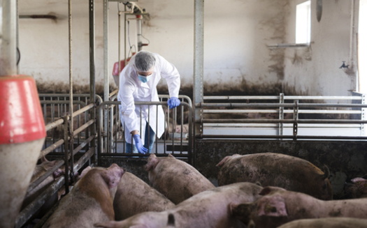 According to 2021 data, Nebraska was home to more than 1,700 concentrated animal feeding operations. (Freepik)