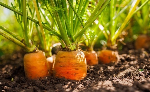 A new report from the University of California-Santa Barbara argued nature-based agriculture can reduce the environmental footprint of fossil fuel-based, chemical-intensive agriculture while providing good jobs in rural areas. (Adobe Stock)