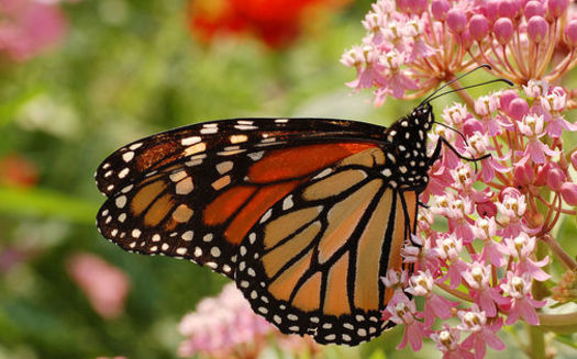 A monarch butterfly can travel between 50 to 100 miles a day during its migration. (Derek Ramsey/Wikimedia Commons)