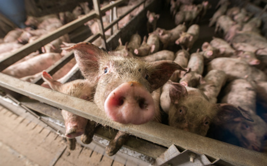 Every 24 hours, between 3 and 6 billion animals are killed for food. That comes to a lower-end estimate of 1.2 trillion animals killed every year, according to the United Nations Food and Agriculture Organization. (Adobe Stock)<br />