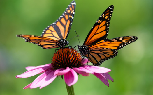 More than 2,000 cities and towns have worked to protect the monarch butterfly by joining the Mayor's Monarch Pledge, organized by the National Wildlife Federation. (Dave/Adobe Stock)