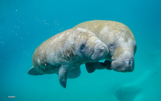 Florida manatees are found throughout coastal Florida and prefer waters above 70 degrees F. in temperature. (NOAA) 