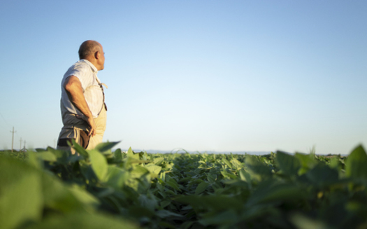 North Dakota is listed as a top 10 state for soybean production. Agriculture policy analysts say these types of crops would again suffer under a renewed trade war led by the incoming Trump administration. (Freepik)