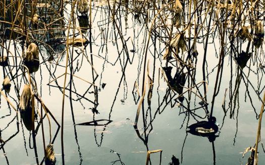 The Union of Concerned Scientists warns that several Midwestern states, including Minnesota, could lose $22 billion in flood mitigation benefits as industrial farm expansion threatens wetlands. (Freepik)