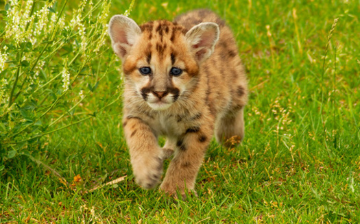Mountain lions, found throughout North and South America, thrive in diverse environments, from dense forests to arid deserts. (Krzysztof Wiktor/Adobe Stock) 