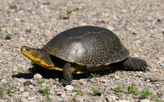 The Blanding's turtle lives in the water but does spend time on dry land, where females nest. (Adobe Stock)