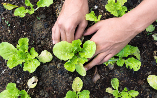 A new report from the University of California-Santa Barbara says nature-based agriculture can reduce the environmental footprint of chemical-intensive agriculture and provide good jobs in rural areas. (Adobe Stock)