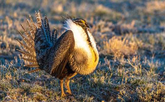 About one-third of the world's habitat for Greater sage grouse is located in Wyoming. (Kerry Hargrove/Adobe Stock)