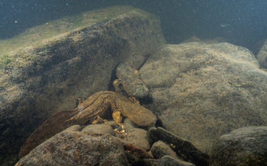 The Eastern hellbender, one of the largest salamanders in the United States, plays a vital role in freshwater ecosystems. (Adobe Stock)