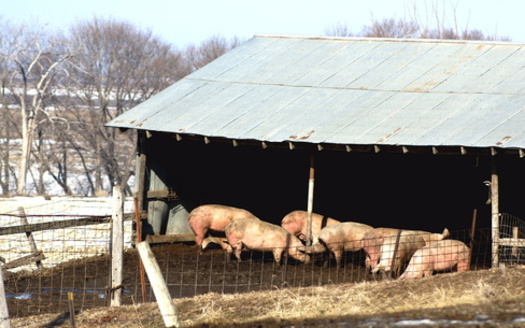 Iowa is the nation's top hog producer, with a population of 23.4 million pigs. This means that for every Iowan, there are 7.3 pigs. Hogs are routinely raised in large confinements, which are known to pollute air and groundwater. (Adobe Stock)