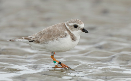 The piping plover nests in open, sandy areas near water and winters on coastal tidal flats and beaches<br />(Brian Lasenby/Adobe Stock)
