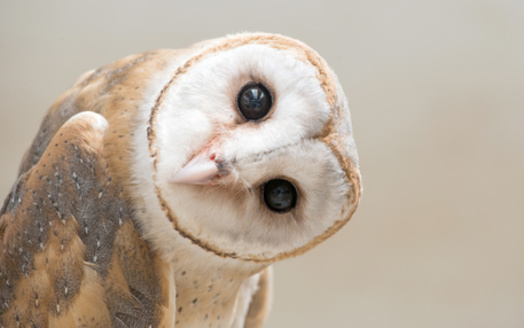 Volunteers for the National Audubon Society's annual Christmas Bird Count are always needed, organizers said. (Adobe Stock)