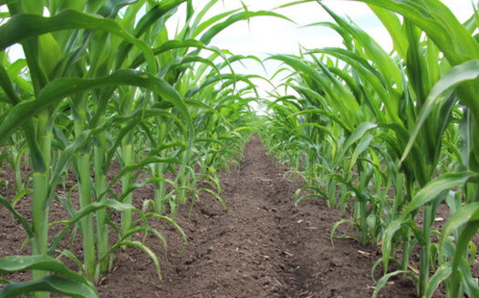 U.S. Census of Agriculture figures from 2022 showed Illinois had almost 72,000 farms and ranches, down 2% from 2017. (Adobe Stock)
