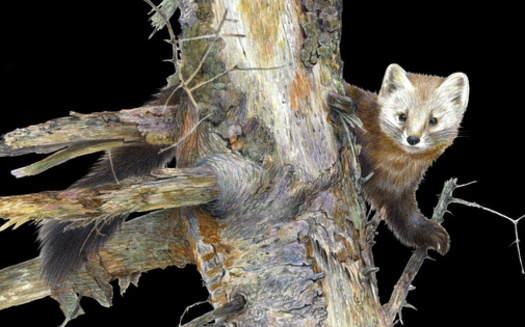 American martens require very specific living parameters and are hyper sensitive to any changes in their habitat. (Adobe Stock) 
