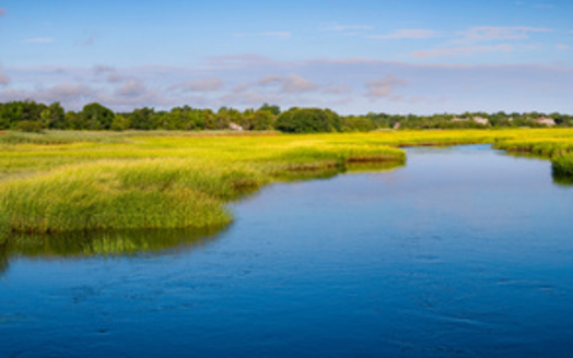 Since colonial times, settlers along the coast cut perennial marsh grasses into what they called salt hay. (Naya Na / Adobe Stock)