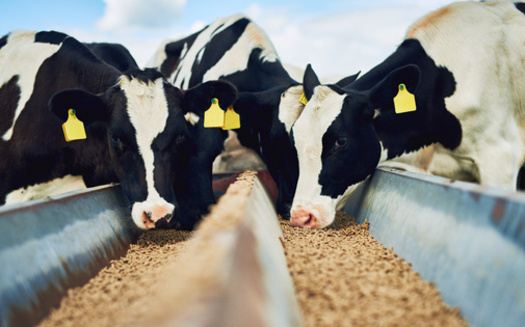 Ag policy experts wonder if a second Trump administration will create a more regulatory-friendly environment for larger livestock operations and commodity farmers. They say growing a lot of corn, for example, might appear good, but it fuels feed for concentrated animal feeding operations. (Adobe Stock)
