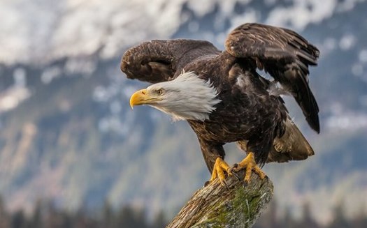 Bald eagles were taken off the federal endangered list in 1995 and the threatened list in 2007. (About to Launch/Wikimedia Commons)