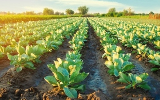 Congress's latest one-year Farm Bill extension provides $20 billion in funding for federal farm programs and $10 billion in direct economic relief to farmers. (Adobe Stock)<br />