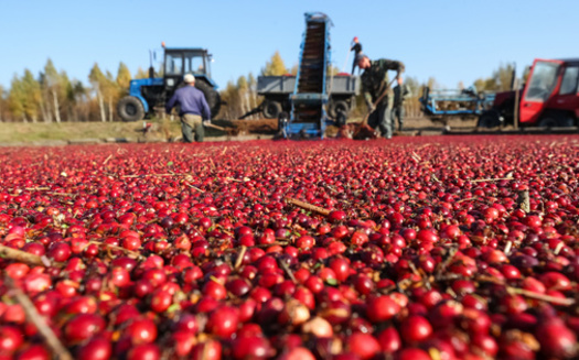 The Healey-Driscoll Administration has announced $3.6 million in more than 100 grant awards through several programs, including the Cranberry Bog Renovation Grant Program, which aims to improve bog design and reduce negative environmental impacts from cranberry production. (Adobe Stock)