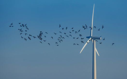 The impacts of offshore transmission on the seabed can be mitigated with micrositing and proactive planning, which is critical for protecting ocean species, according to a report from the National Wildlife Federation. (Adobe Stock) <br />