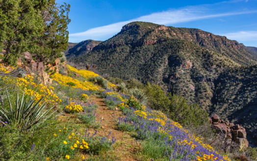 More than three-quarters of Western voters say more emphasis should be placed on conserving wildlife migration routes than on economic uses of lands in these areas, according to the State of the Rockies Project. (Adobe Stock)