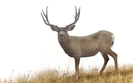 75% of Nevadans think more emphasis should be placed on conserving wildlife migration routes than on new developments, according to Colorado College's State of the Rockies Project. (Adobe Stock)