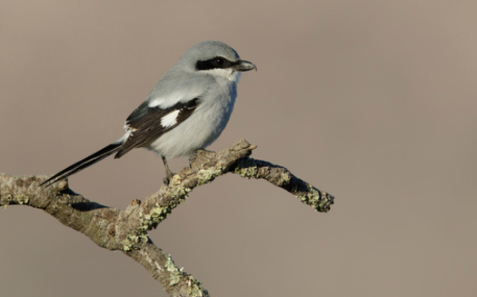 Audubon's scientists analyzed 140 million bird observations and used advanced climate models to predict the impact of climate change on the loggerhead shrike's range. (AGAMI/Adobe Stock)