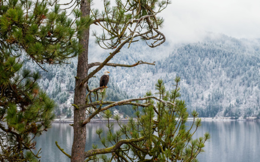 Last year, the Bureau of Land Management reported more than 400 bald eagles visited Lake Coeur d'Alene on a single day in December. (Myk Crawford/Adobe Stock) <br />