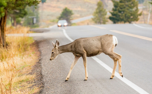Among recently surveyed Wyomingites, 88% support constructing wildlife crossings across major highways intersecting with known migration routes, though only 48% consider the loss of wildlife and fish habitats an extremely or very serious problem, according to the 2024 State of the Rockies Project poll. (Danita Delimont/Adobe Stock)