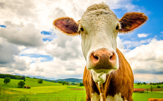 Scientists said the E. coli bacteria can grow in the intestines of cattle and other ruminating animals without causing the animal any symptoms. When they defecate, the fecal matter is contaminated with the toxic organism. (Adobe Stock)