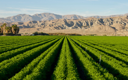 The total acreage of farm and ranch land in Arizona for 2022 was 25,525,087, down 2.3% from five years ago. (Adobe Stock)