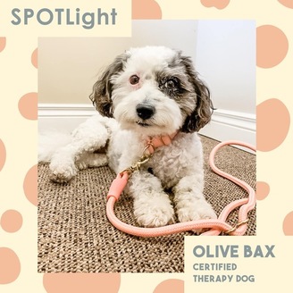 Olive, a poodle mix, has comforted more than 300 kids in Missouri's court system. (Photo courtesy of Therapy Paws)