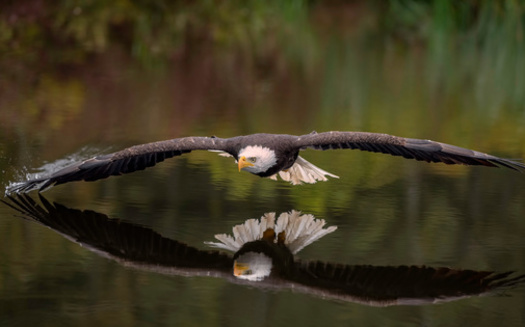 Thanks to conservation efforts, bald eagles now reside in all 16 Maine counties. More than half the population still nests in three Downeast counties: Hancock, Penobscot, and Washington, according to the Maine Department of Inland Fisheries and Wildlife. (Adobe Stock) <br />