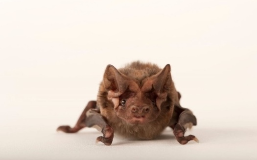 A critically endangered Florida bonneted bat. (Bat Conservation International)