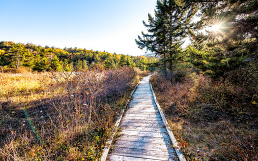 The Cranberry Glades, located in the Monongahela National Forest, protects the largest area of bogs or acidic wetlands in West Virginia, according to the Pocahontas County Convention and Visitors Bureau. (Adobe Stock) 