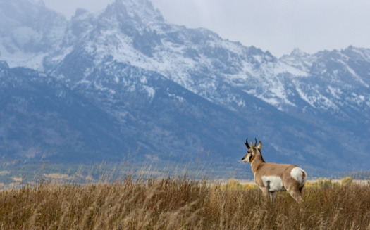 Grand Teton's Kelly parcel, now owned by the National Park Service, starts the Path of the Pronghorn, the longest land migration route in the lower 48. (Adobe Stock)<br />