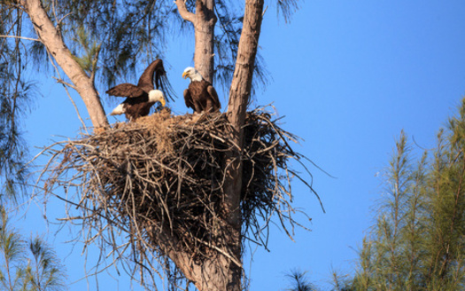 Bald eagle nests can be up to 12 feet high, 8 feet across and weigh as much as 2,000 pounds. (Adobe Stock) 