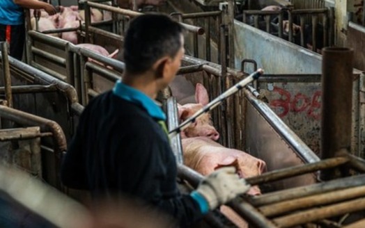 An undercover investigator looking into abuse at animal auctions says mistreatment becomes normalized, as workers are pressured by management to move animals in and out, quickly. (Photo courtesy of Ron Chiang/We Animals)