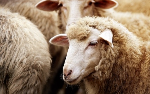Congress recently extended the Farm Bill for one year, providing $20 billion for federal farm programs and $10 billion in direct economic aid to farmers. (Adobe Stock)<br />