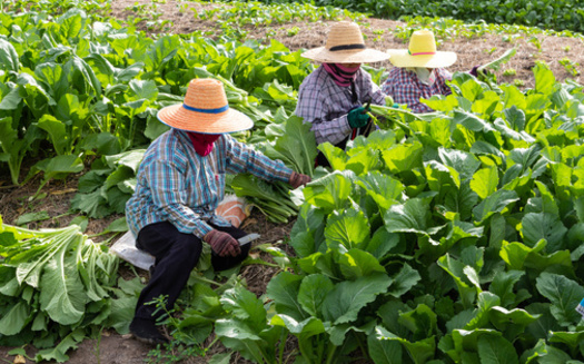 According to the USDA, hired farmworkers represent less than 1% of all U.S. wage and salary workers, yet they are vital to the nation's agricultural industry. (Adobe Stock) 